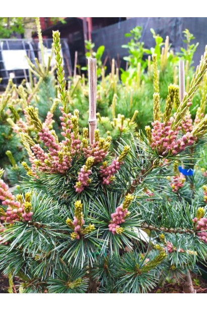 Сосна дрібноквіткова Негіші  -  3л/вис.30-40см/Ø20-30см